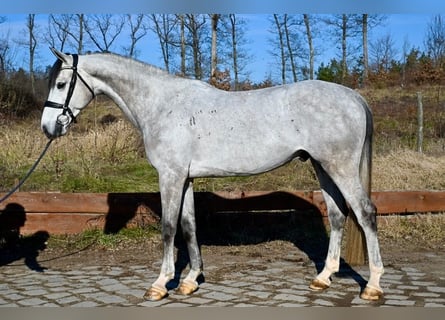 Belgisches Warmblut, Wallach, 6 Jahre, 170 cm, Schimmel