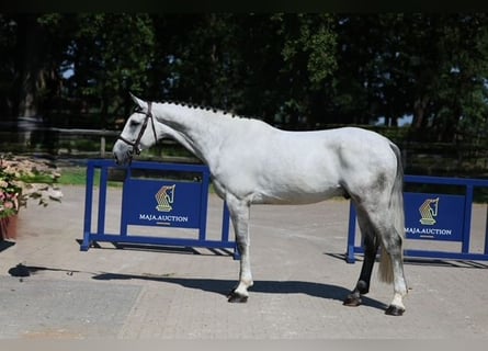 Belgisches Warmblut, Wallach, 6 Jahre, 171 cm, Schimmel