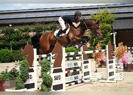 Belgisches Warmblut, Wallach, 6 Jahre, 172 cm, Brauner