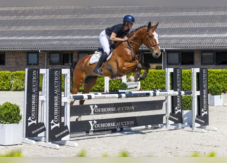 Belgisches Warmblut, Wallach, 6 Jahre, 173 cm, Brauner