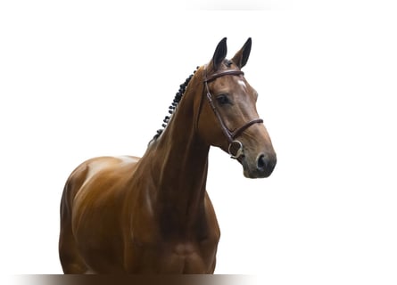 Belgisches Warmblut, Wallach, 6 Jahre, 173 cm, Brauner