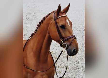 Belgisches Warmblut, Wallach, 6 Jahre, 173 cm, Fuchs