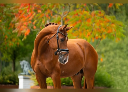 Belgisches Warmblut, Wallach, 6 Jahre, 180 cm, Dunkelfuchs