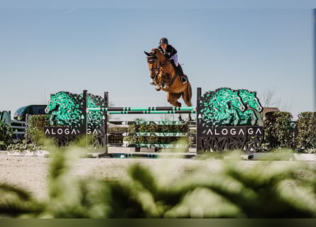 Belgisches Warmblut, Wallach, 6 Jahre, Dunkelfuchs