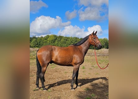 Belgisches Warmblut Mix, Wallach, 7 Jahre, 165 cm, Brauner