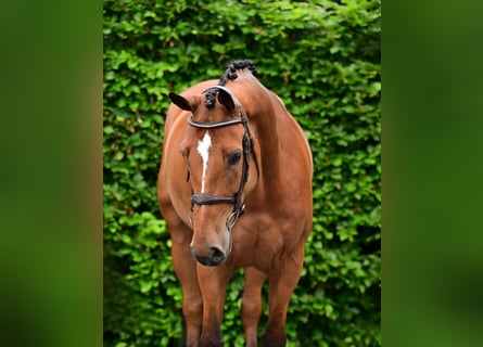 Belgisches Warmblut, Wallach, 7 Jahre, 165 cm, Brauner