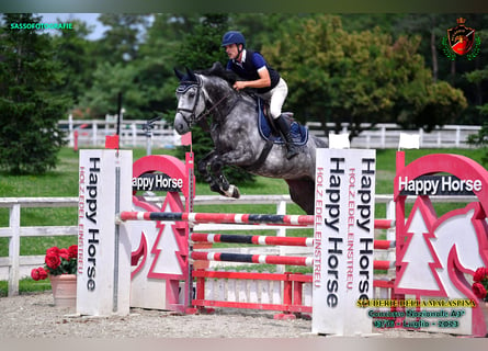 Belgisches Warmblut, Wallach, 7 Jahre, 165 cm, Schimmel