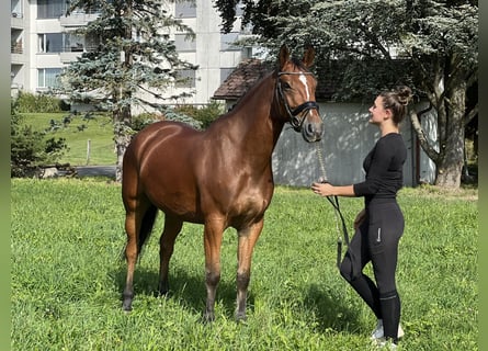 Belgisches Warmblut, Wallach, 7 Jahre, 166 cm, Brauner