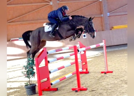 Belgisches Warmblut, Wallach, 7 Jahre, 168 cm, Schwarzbrauner