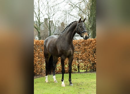 Belgisches Warmblut, Wallach, 7 Jahre, 178 cm