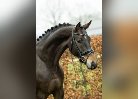 Belgisches Warmblut, Wallach, 7 Jahre, 178 cm