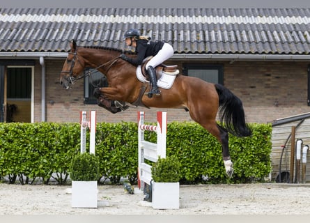Belgisches Warmblut, Wallach, 7 Jahre, 180 cm, Brauner Belgisches Warmblut, Wallach, 7 Jahre, 180 cm, Brauner