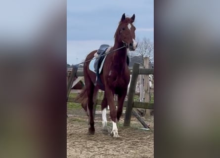 Belgisches Warmblut, Wallach, 8 Jahre, 160 cm, Fuchs