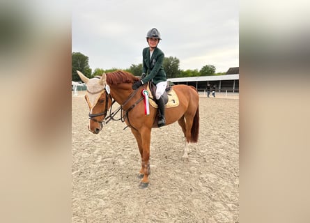 Belgisches Warmblut, Wallach, 8 Jahre, 170 cm, Dunkelfuchs