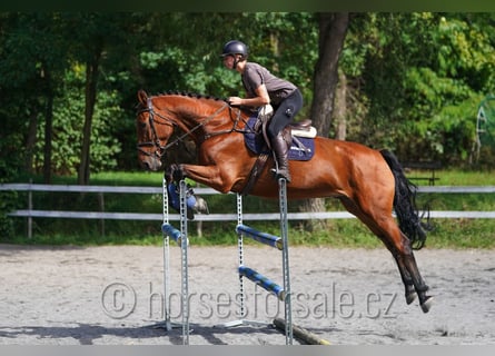 Belgisches Warmblut, Wallach, 8 Jahre, 173 cm, Brauner