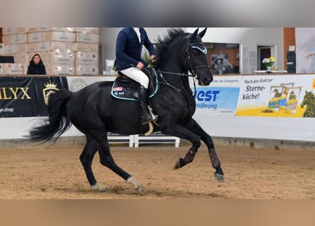 Belgisches Warmblut, Wallach, 8 Jahre, 175 cm, Rappe