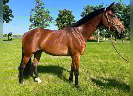 Belgisches Warmblut, Wallach, 9 Jahre, 166 cm, Brauner