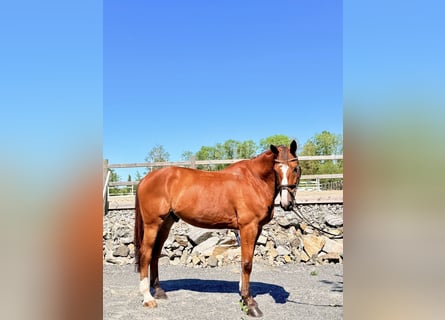 Belgisches Warmblut, Wallach, 9 Jahre, 168 cm