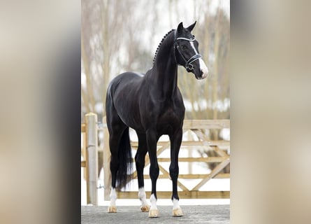 Belgisches Warmblut, Wallach, 9 Jahre, 170 cm, Rappe
