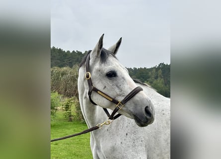 Belgisches Warmblut, Wallach, 9 Jahre, 173 cm, Schimmel