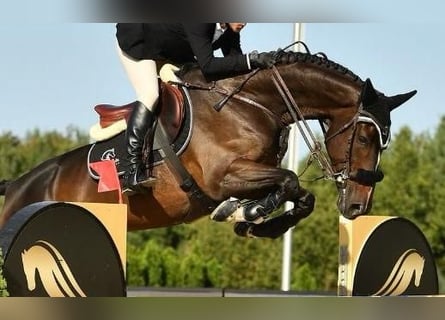 Belgisches Warmblut, Wallach, 9 Jahre, Rotbrauner