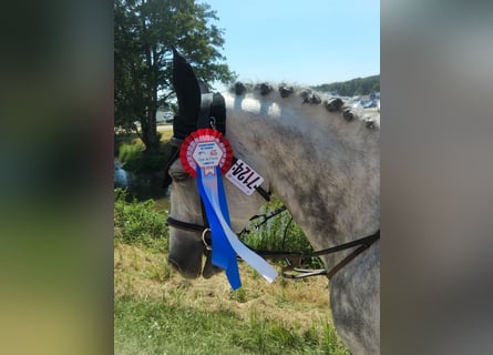 Belgisk ridponny, Hingst, 13 år, 146 cm, Grå