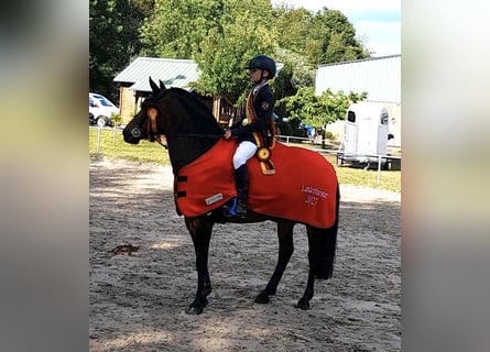 Belgisk ridponny, Sto, 12 år, 148 cm, Mörkbrun