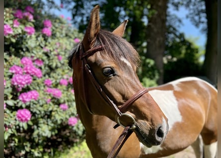 Belgisk ridponny, Sto, 8 år, 144 cm, Pinto