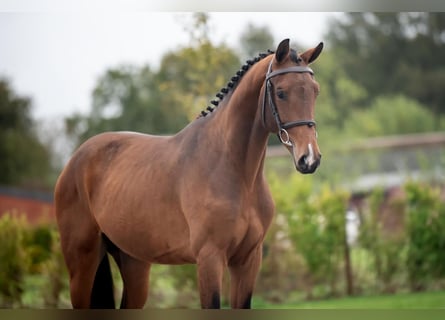 Belgisches Warmblut, Hengst, 2 Jahre, 162 cm, Dunkelbrauner