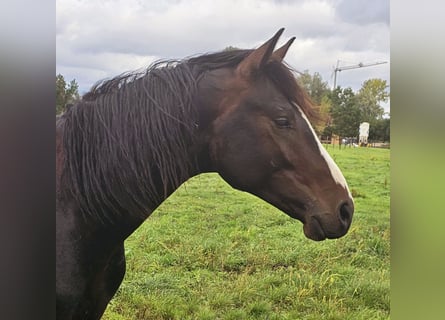 Belgiskt varmblod, Hingst, 2 år, 167 cm, Mörkbrun