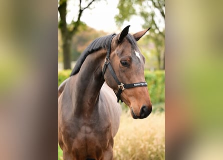 Belgisches Warmblut, Hengst, 3 Jahre, 169 cm, Dunkelbrauner