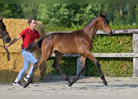 Belgiskt varmblod, Hingst, Föl (04/2024), Brun