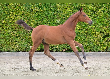 Belgiskt varmblod, Hingst, Föl (05/2024), Brun