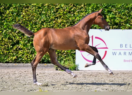 Belgiskt varmblod, Hingst, Föl (05/2024), Brun