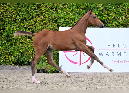 Belgiskt varmblod, Hingst, Föl (06/2024), Brun