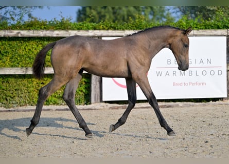 Belgiskt varmblod, Hingst, Föl (04/2024), Grå