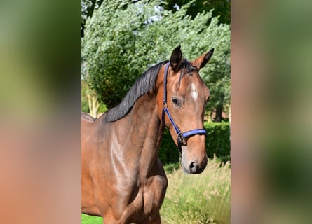 Belgisches Warmblut, Stute, 3 Jahre, 164 cm, Dunkelbrauner