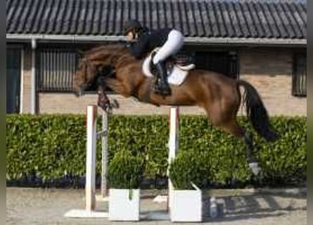 Belgisches Warmblut, Stute, 5 Jahre, 172 cm, Brauner