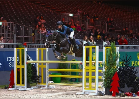 Belgiskt varmblod, Sto, 8 år, 168 cm, Mörkbrun