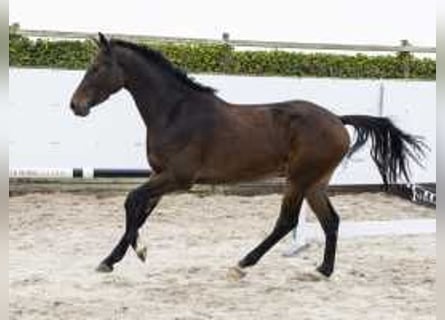 Belgisches Warmblut, Wallach, 3 Jahre, 165 cm, Dunkelbrauner