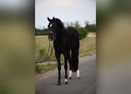 Belgiskt varmblod, Valack, 3 år, 170 cm, Svart