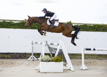 Belgiskt varmblod, Valack, 4 år, 167 cm, Mörkbrun