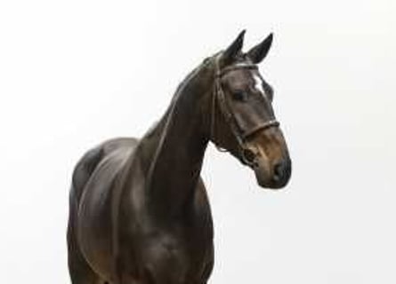 Belgisches Warmblut, Wallach, 6 Jahre, 175 cm, Brauner