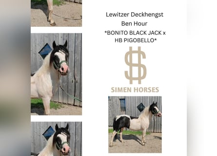 Lewitzer Mix, Stallion, 13 years, 13,3 hh, Pinto