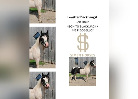 Lewitzer Mix, Stallone, 14 Anni, 142 cm, Pezzato