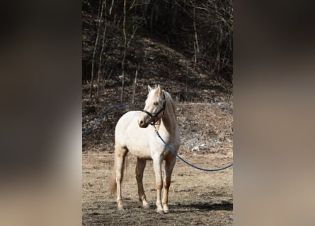 Berber, Gelding, 3 years, 14.3 hh, Palomino