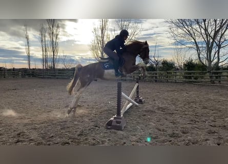 Berber, Gelding, 5 years, 15 hh, Sabino