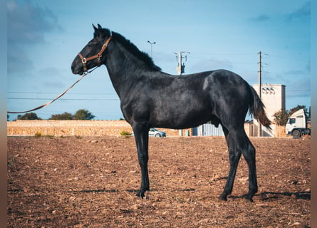 Berber, Hengst, 1 Jahr, 159 cm, Blauschimmel