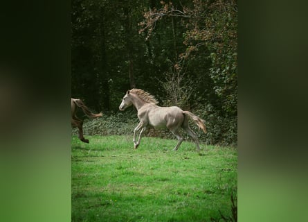 Berber, Hengst, 1 Jahr, 154 cm, Kann Schimmel werden