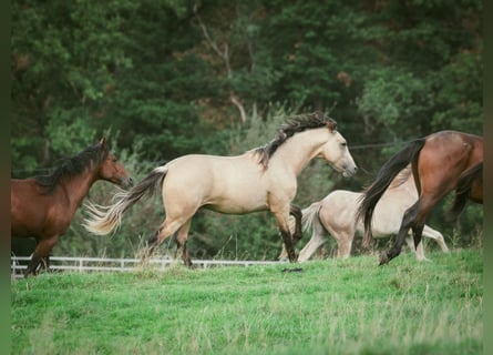 Berber, Hengst, 2 Jaar, 155 cm, Buckskin